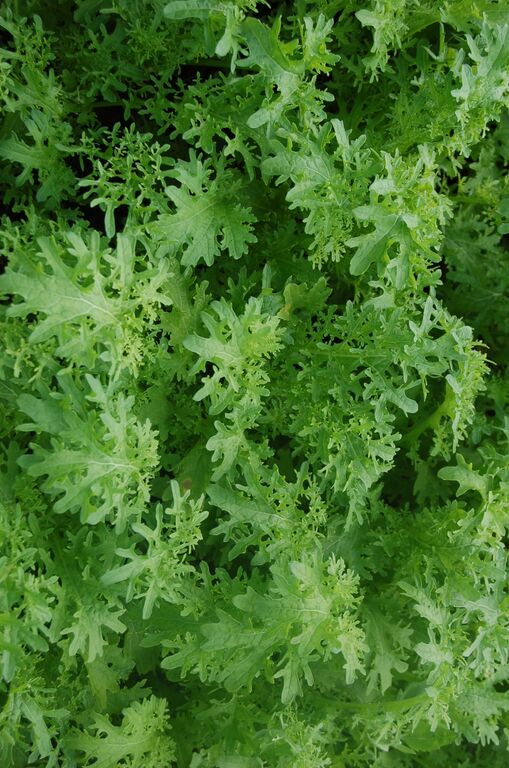 Organic Golden Frill Mustard, Brassica juncea